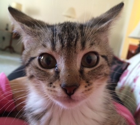 Ace, the adorable little “alien,” has been Gretchen's baby since they first saw each other in the shelter. 2014.