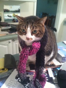 Toby in a scarf