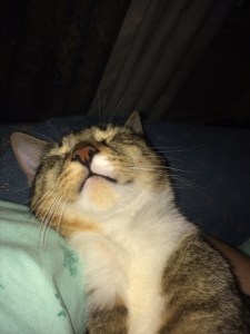 Ace asleep in Gretchen's arms